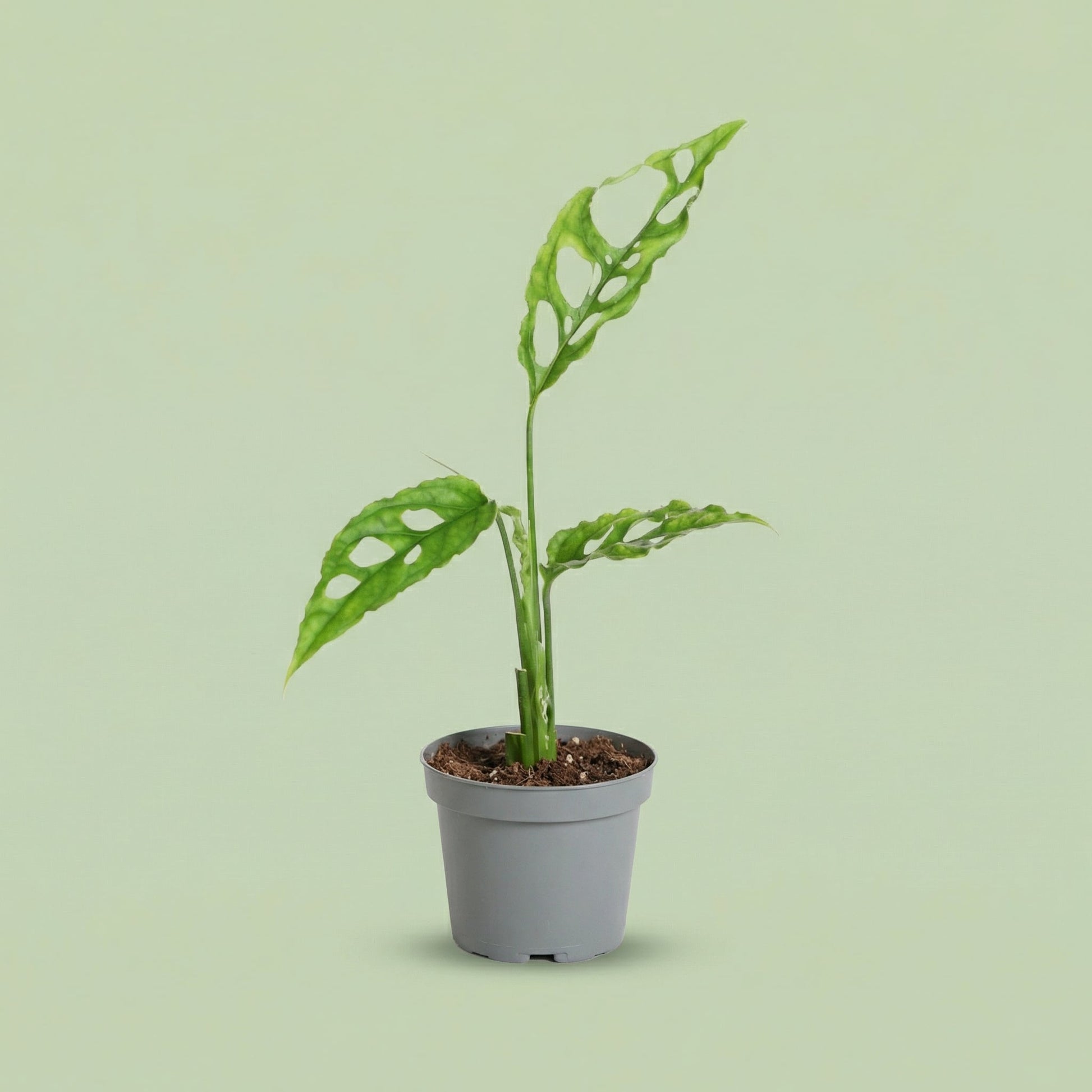 Monstera Obliqua XS - plants