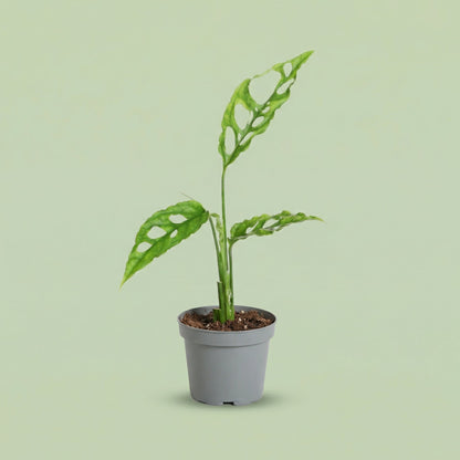 Monstera Obliqua XS - plants