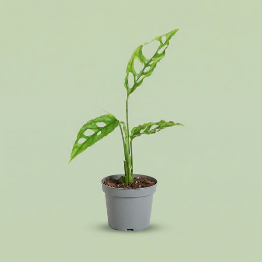 Monstera Obliqua XS - plants