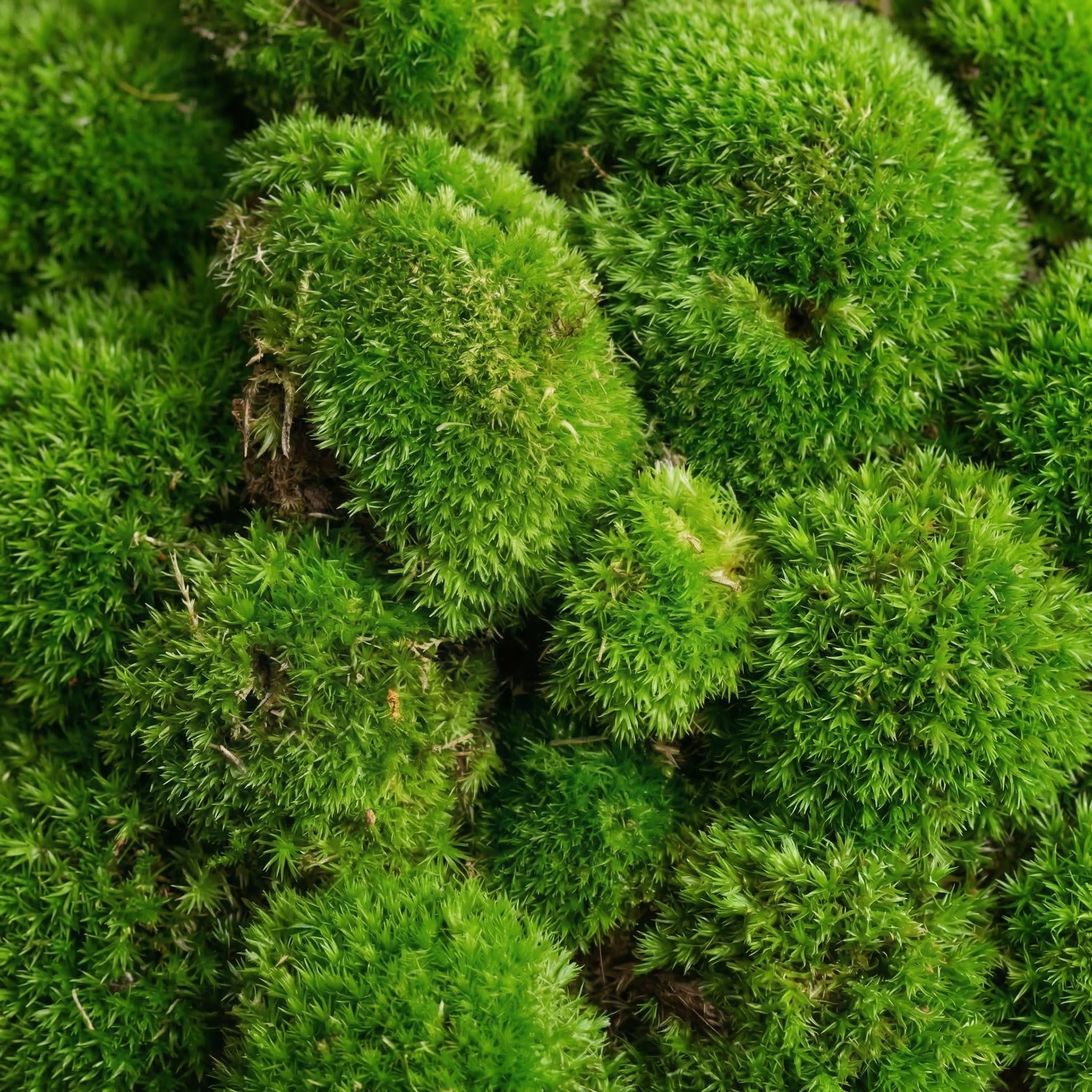 Moss - Live Cushion 3 pieces - substrate