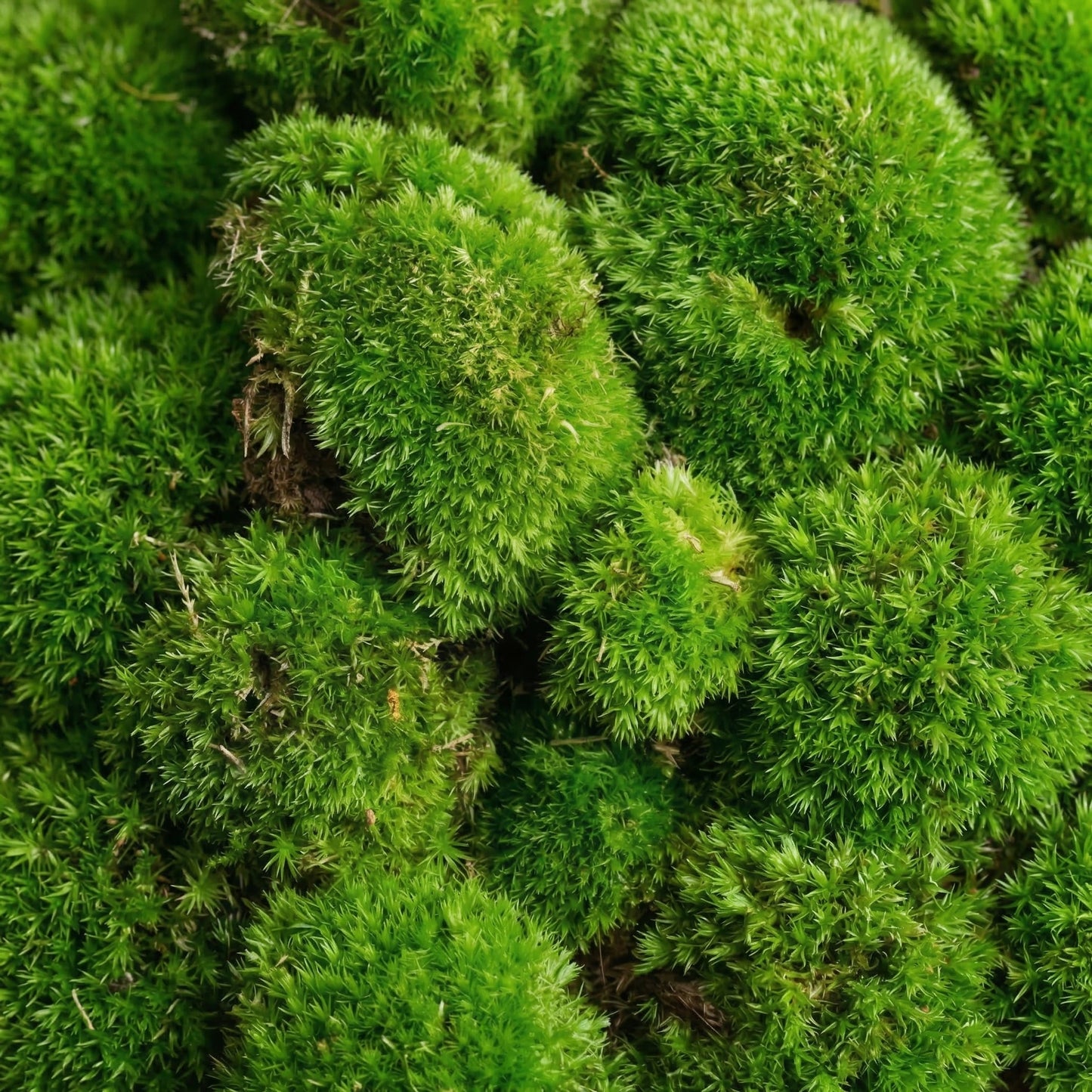 Moss - Live Cushion 3 pieces - substrate