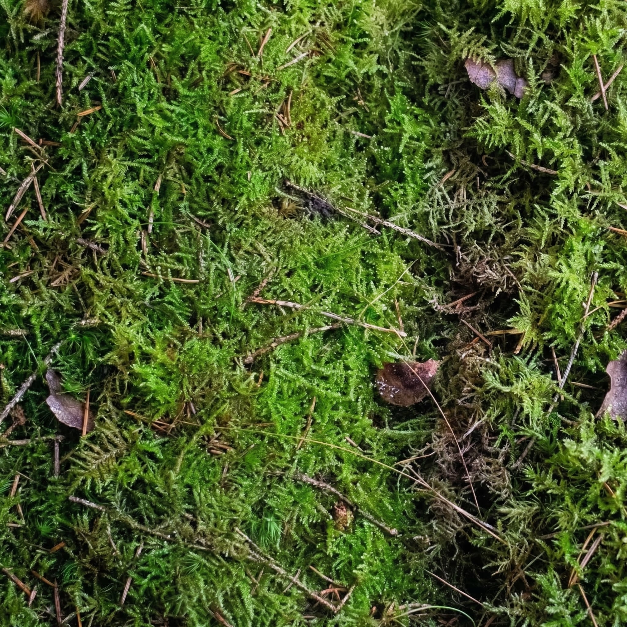 Moss - Live Sheets 1 piece - substrate