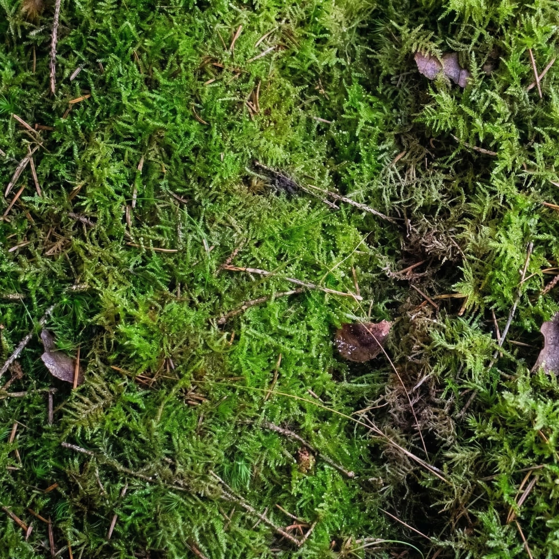 Moss - Live Sheets 1 piece - substrate
