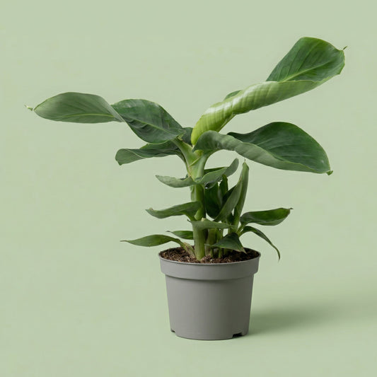 Musa Oriental Dwarf M - plants