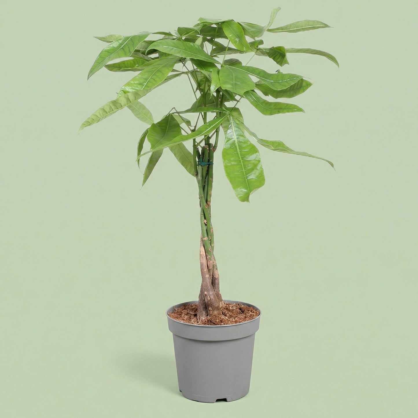 Pachira Aquatica L - plants