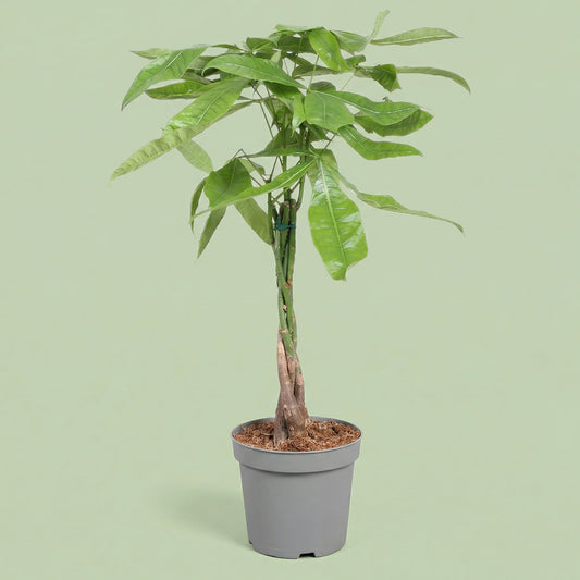 Pachira Aquatica L - plants
