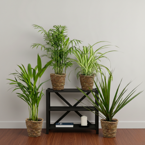 Pack Air Purifying Plants