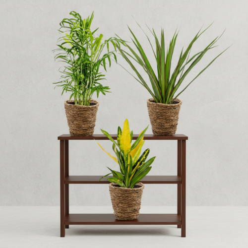Pack Tropical Palm