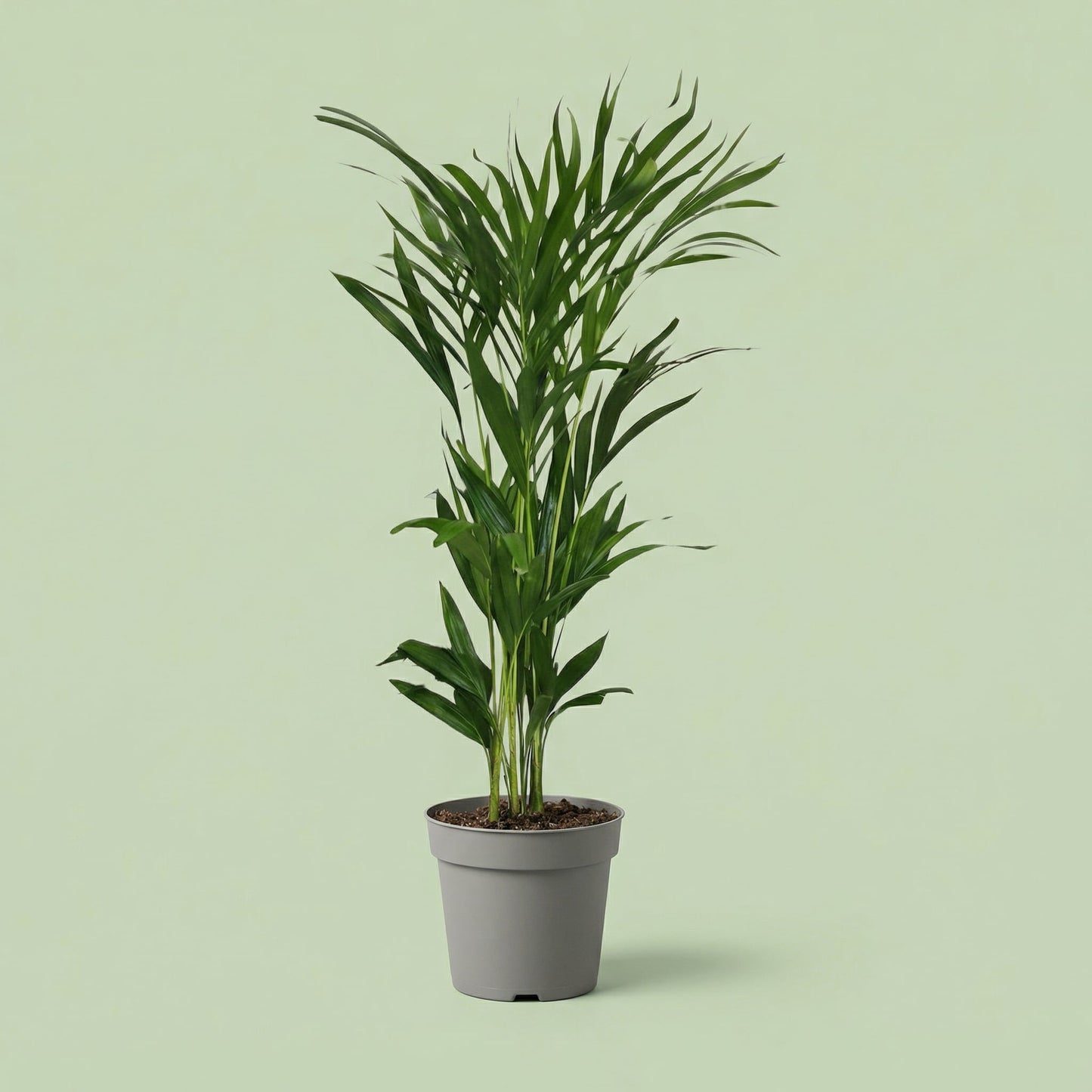 Palma Areca L - plants