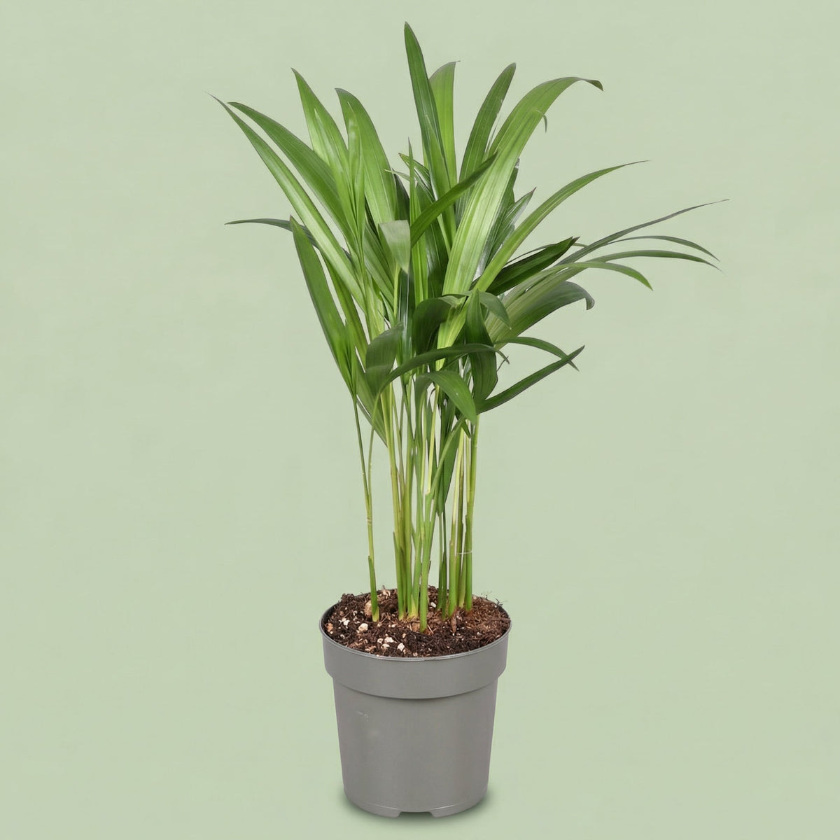 Palma Areca S - plants