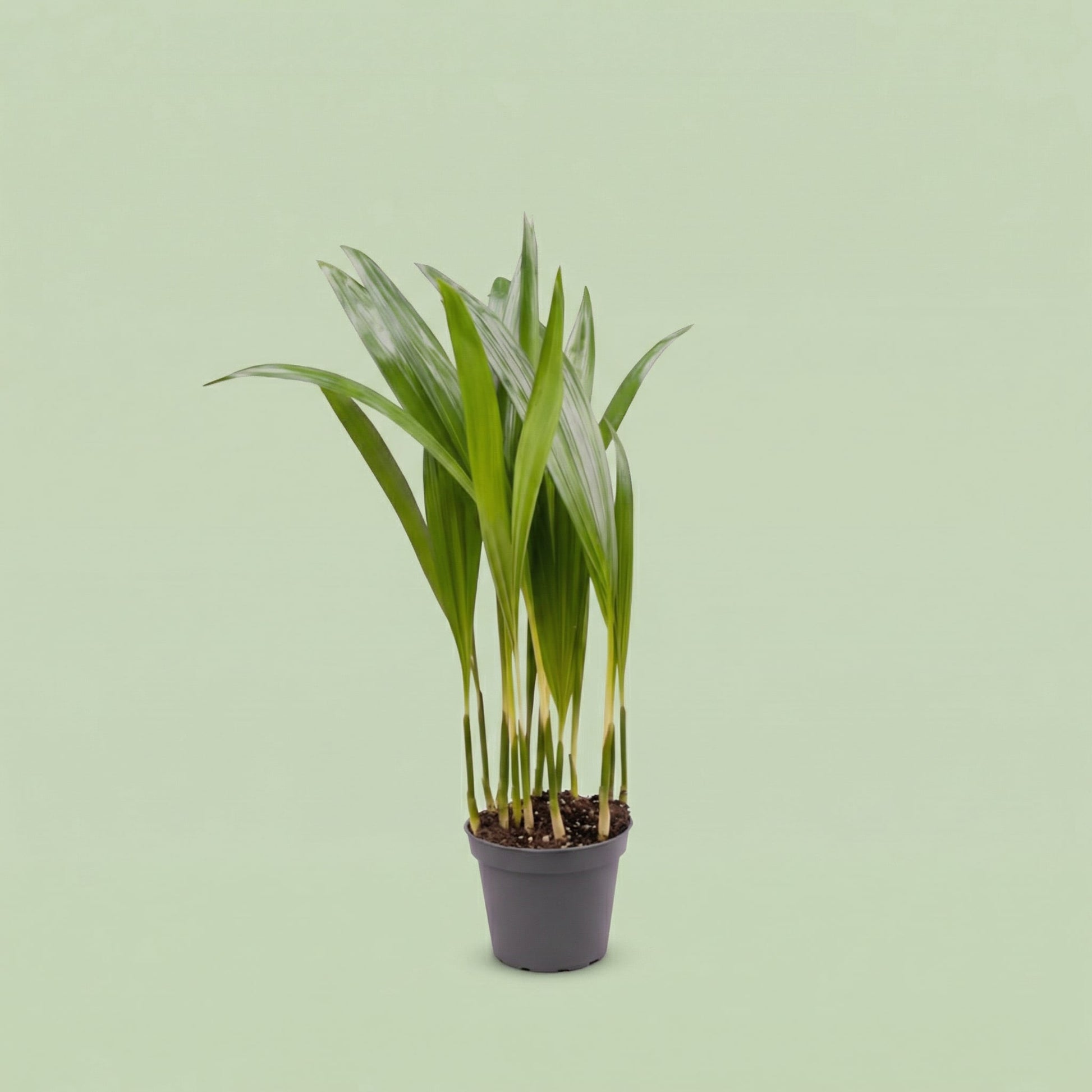 Palma Areca XS - plants