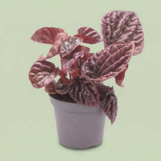 Peperomia Caperata Luna XS - plants