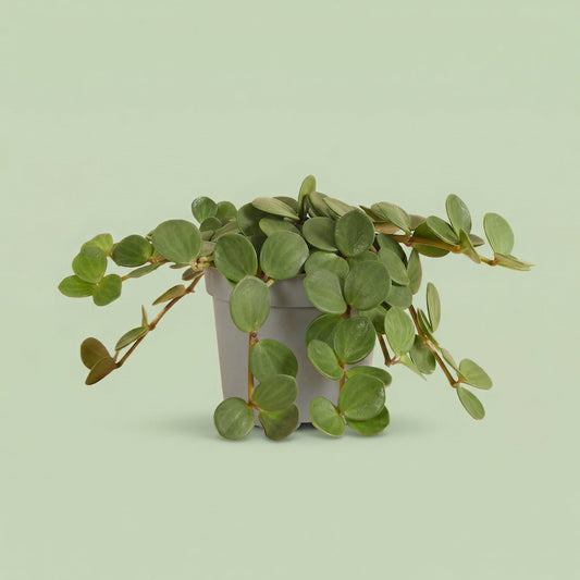 Peperomia Hope M - plants