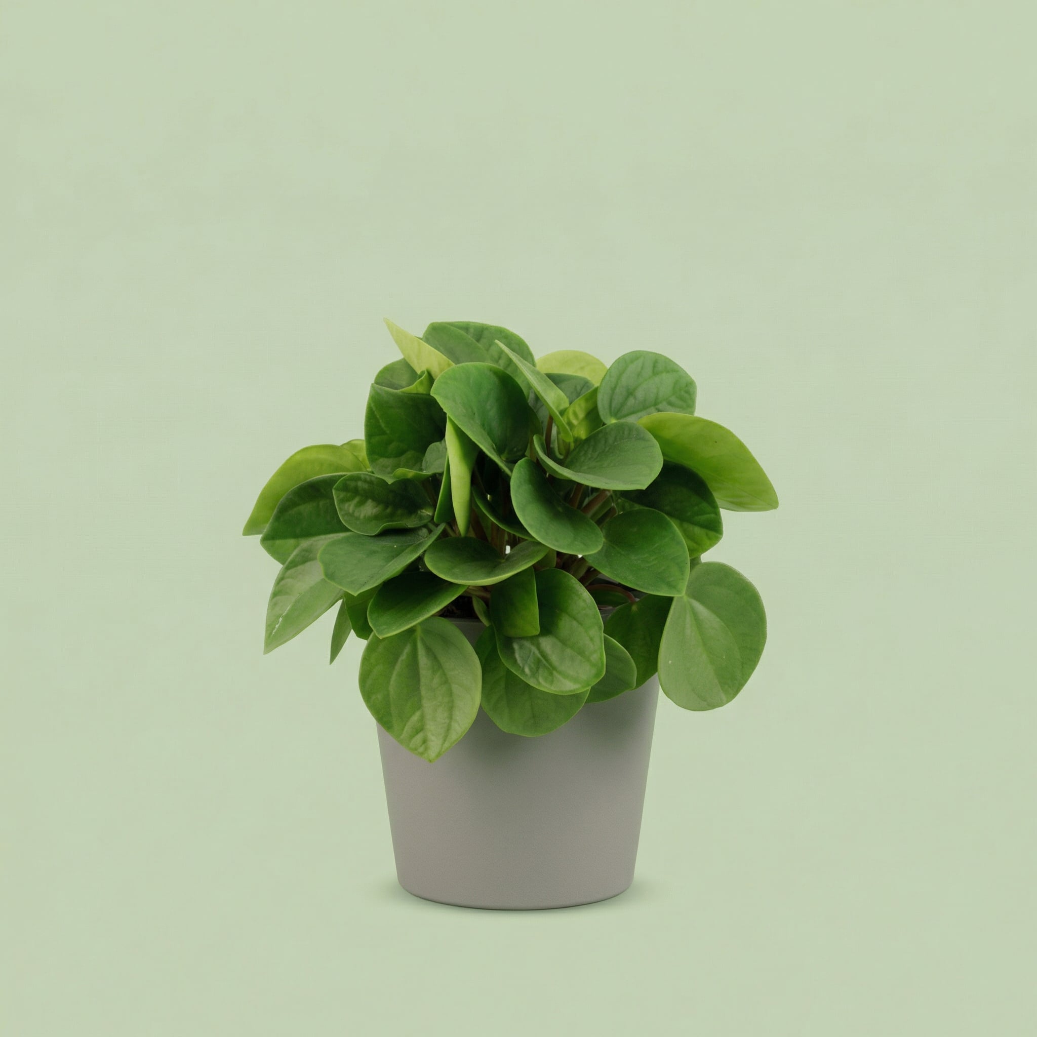 Peperomia Rana Verde S - plants