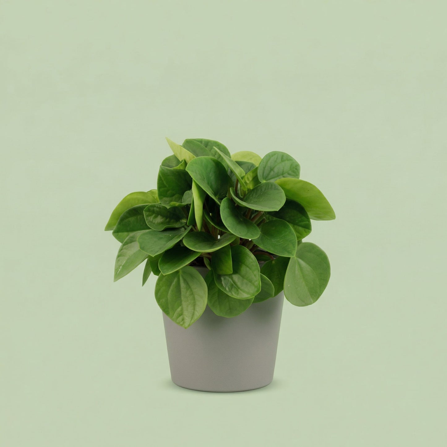 Peperomia Rana Verde S - plants