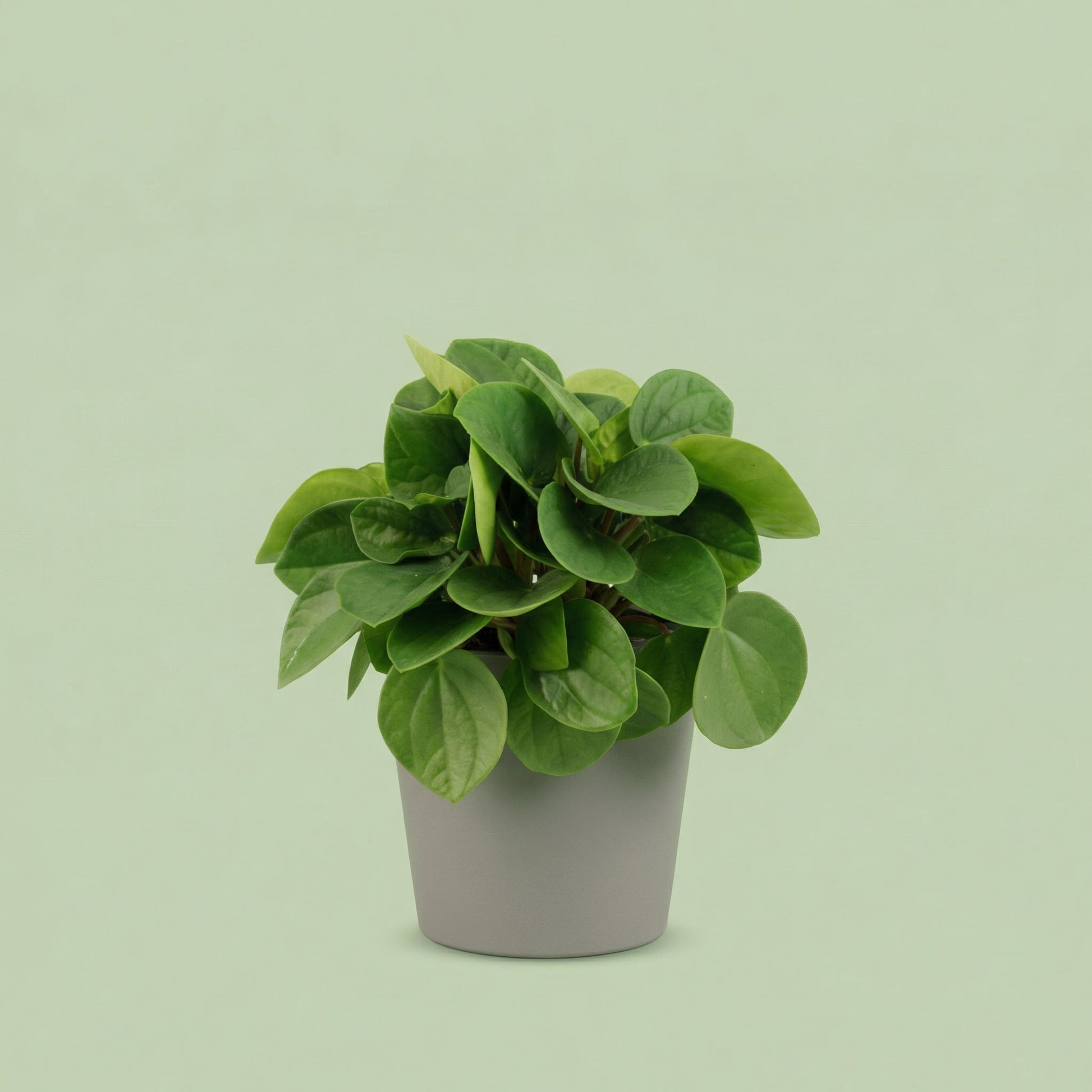 Peperomia Rana Verde S - plants