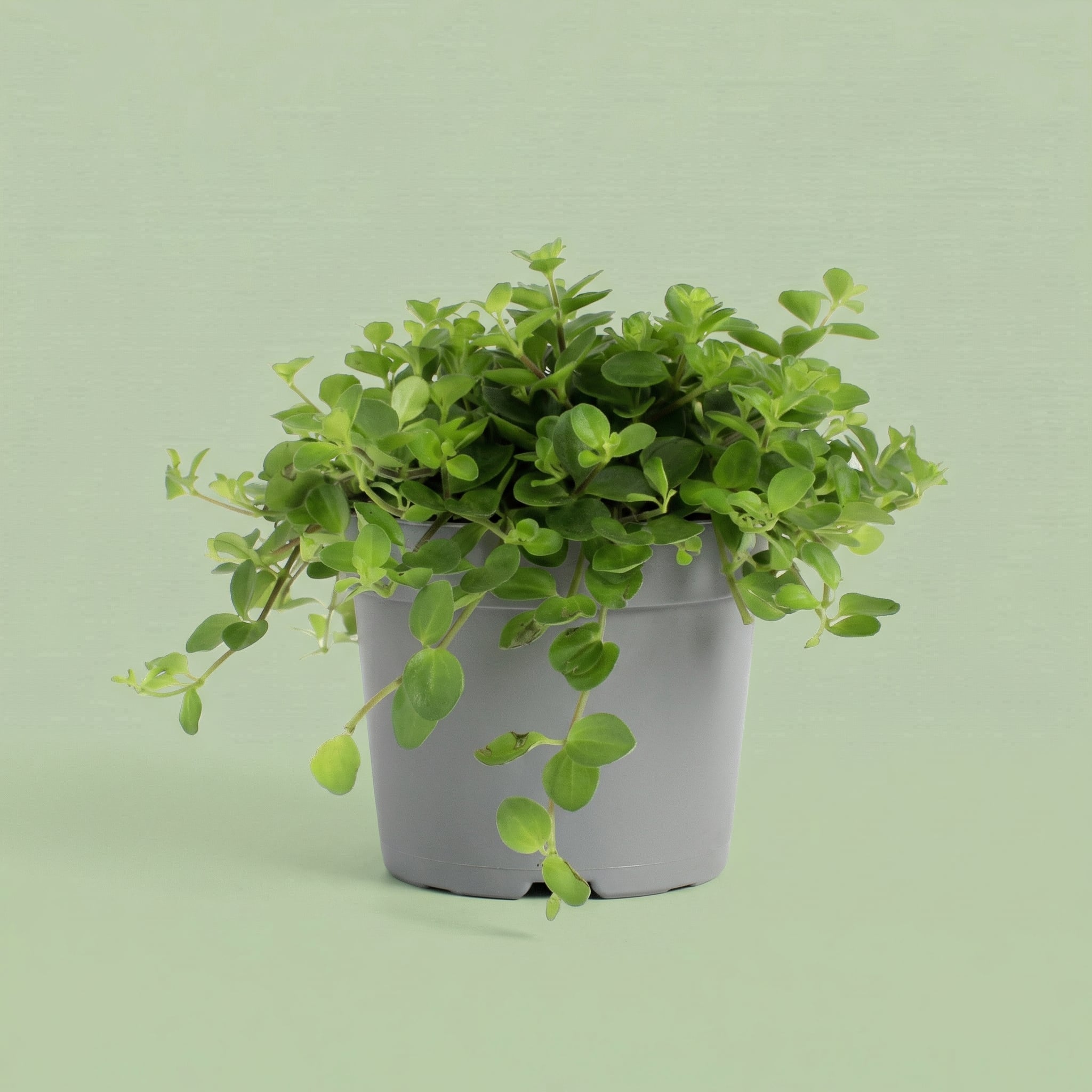 Peperomia Rotundifolia S - plants