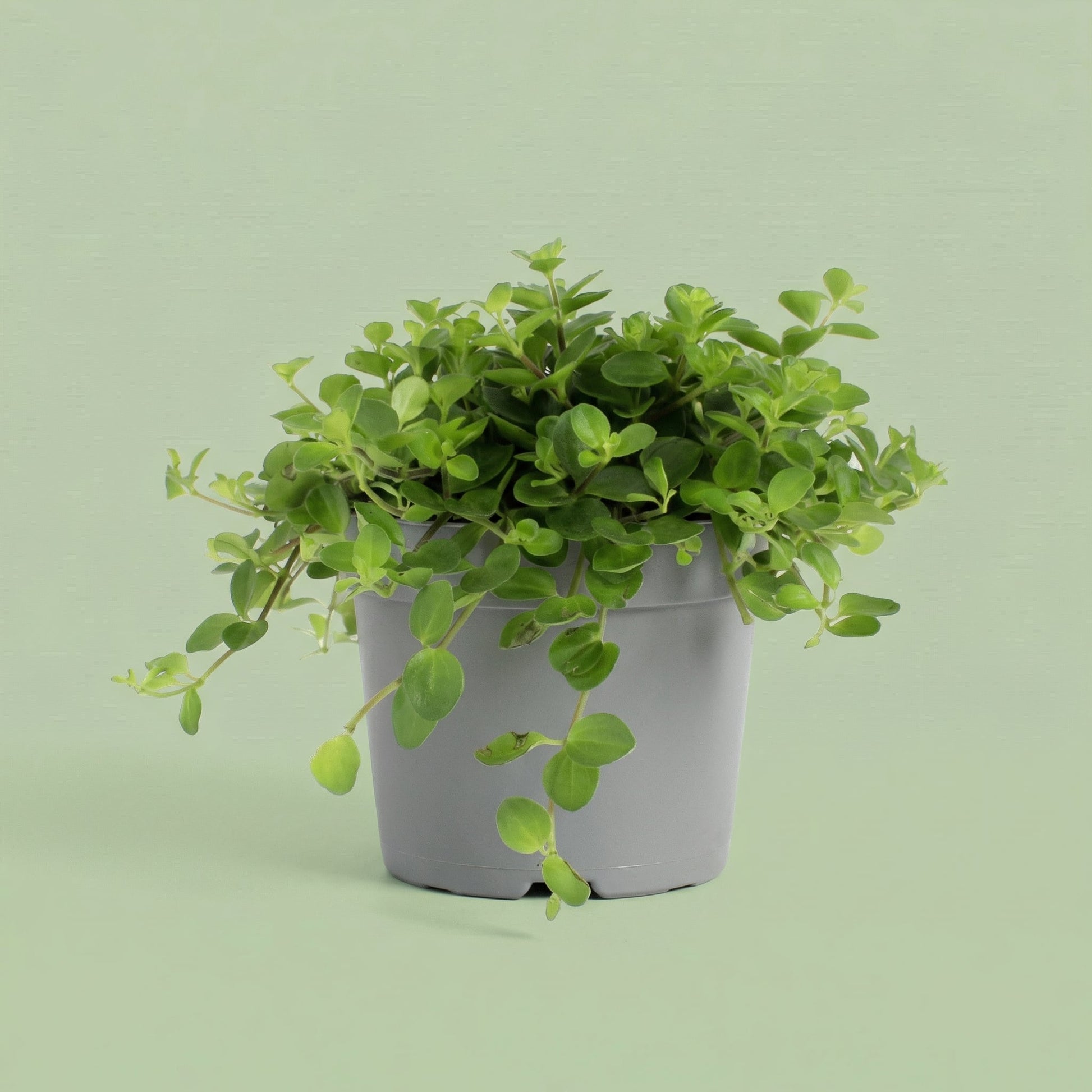 Peperomia Rotundifolia S - plants