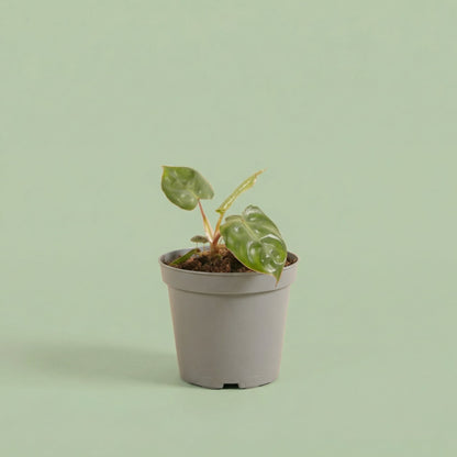 Philodendron Billietiae XS - plants