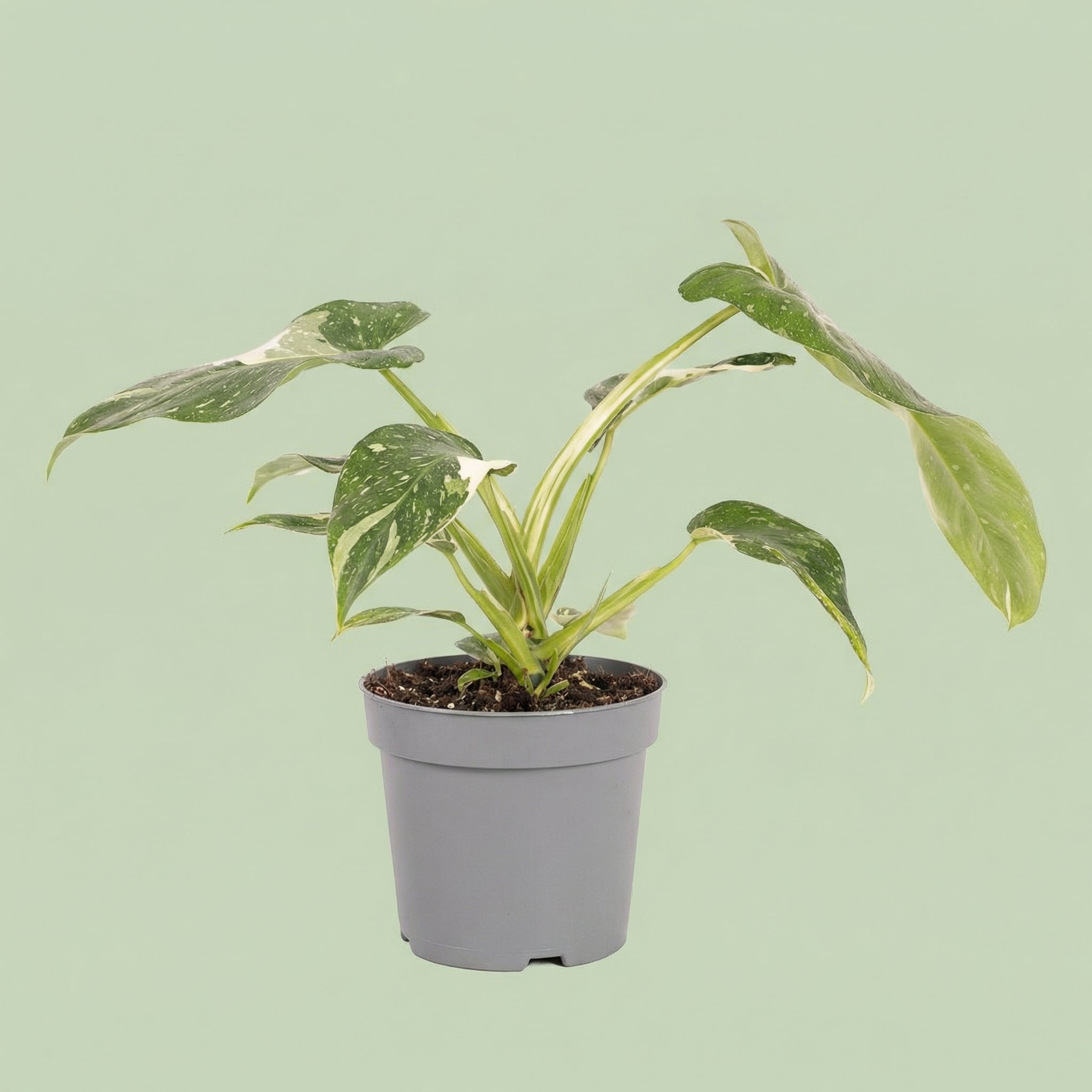 Philodendron Jose Buono M vista 4 - plants