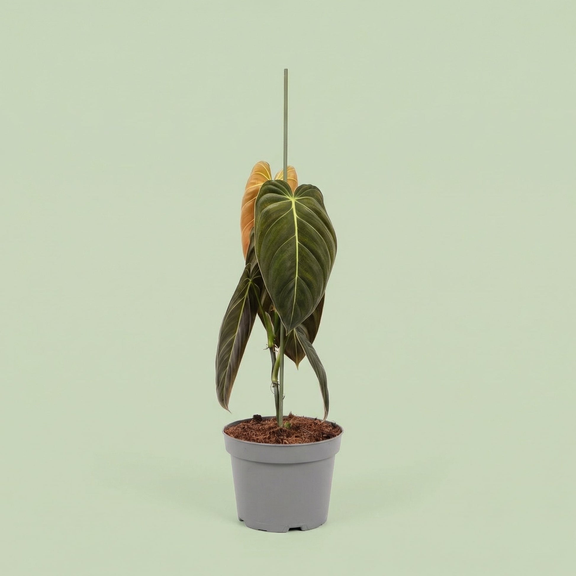 Philodendron Melanochrysum XL vista 2 - plants