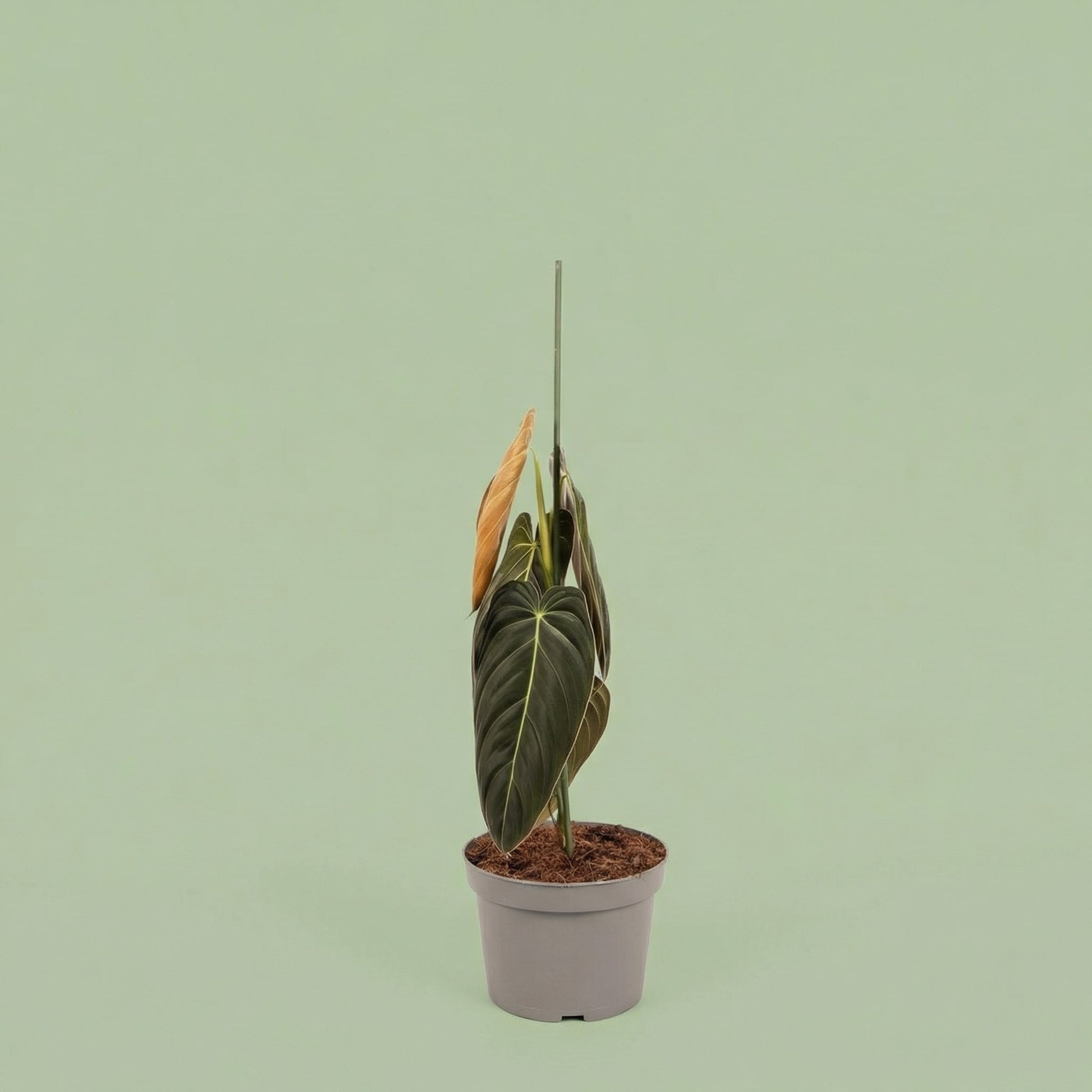 Philodendron Melanochrysum XL vista 3 - plants