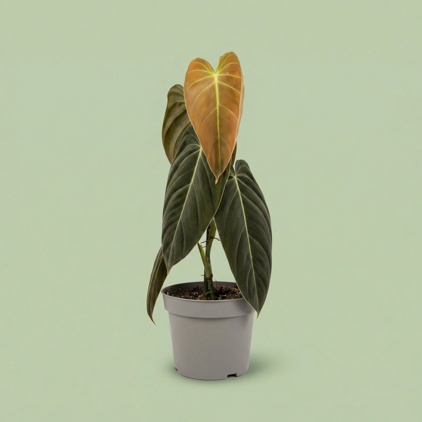 Philodendron Melanochrysum XL vista 4 - plants