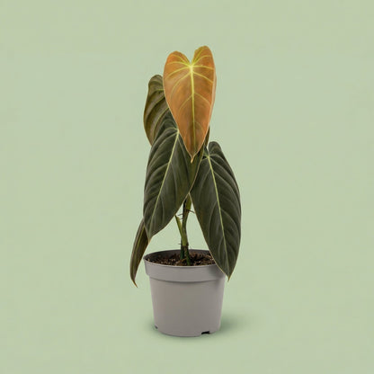 Philodendron Melanochrysum XL vista 4 - plants