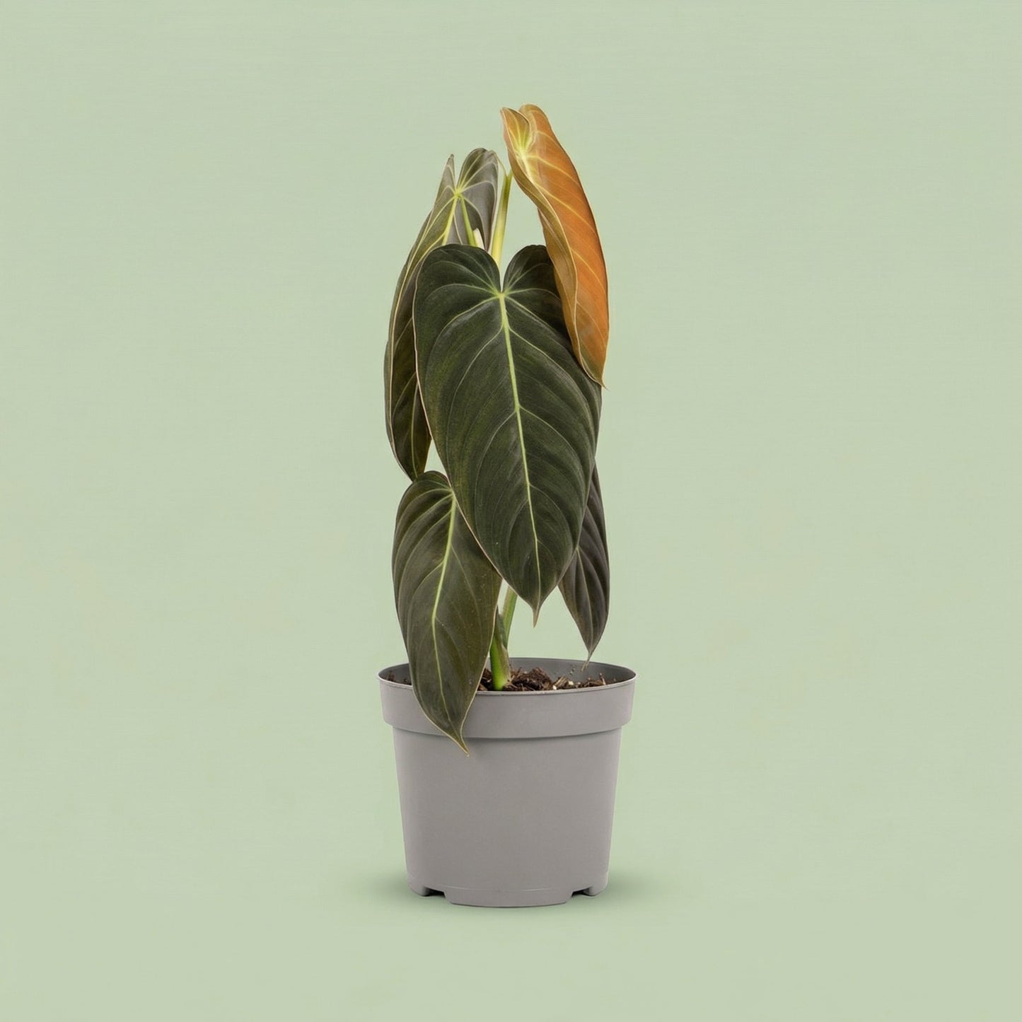 Philodendron Melanochrysum XL vista 5 - plants