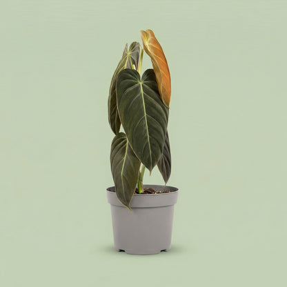 Philodendron Melanochrysum XL vista 5 - plants