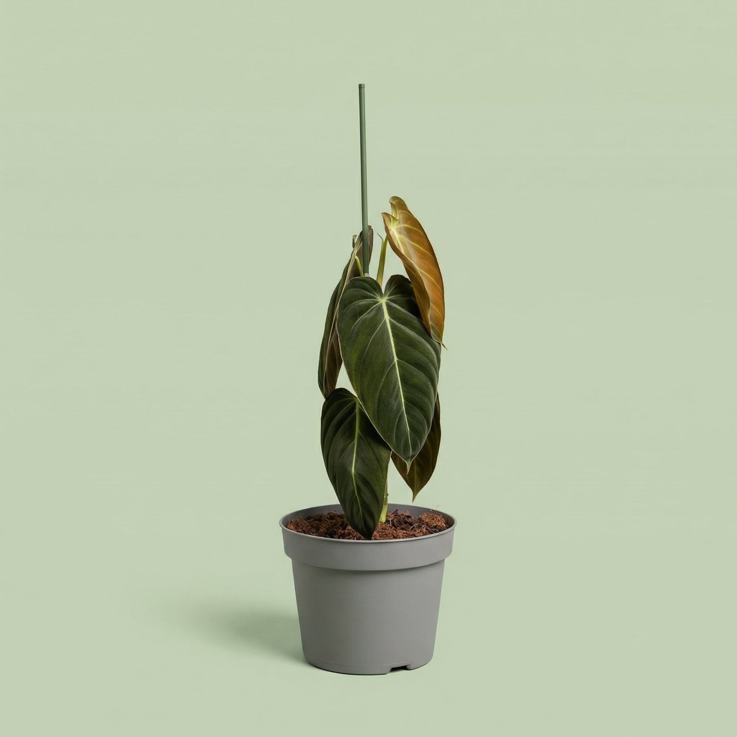 Philodendron Melanochrysum XL vista 7 - plants