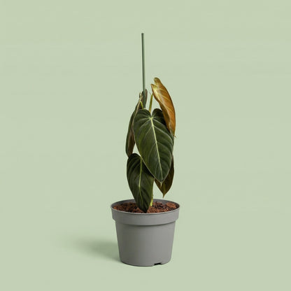 Philodendron Melanochrysum XL vista 7 - plants