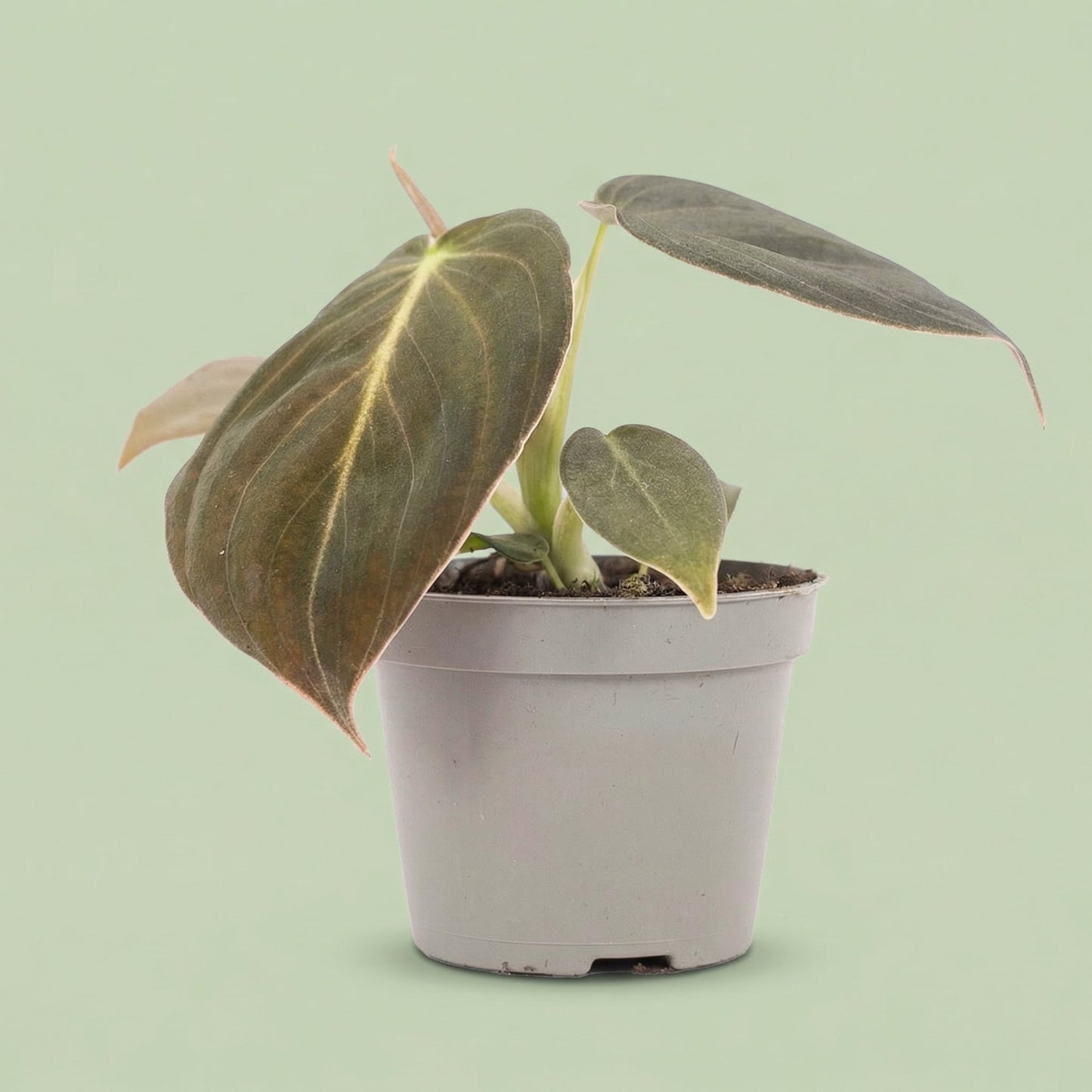 Philodendron Melanochrysum XS - plants