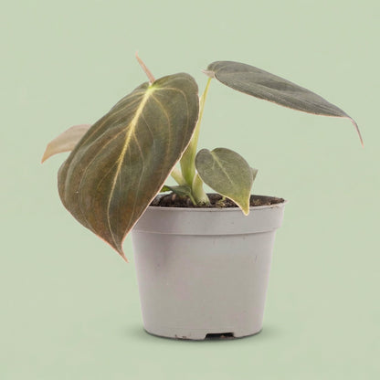 Philodendron Melanochrysum XS - plants