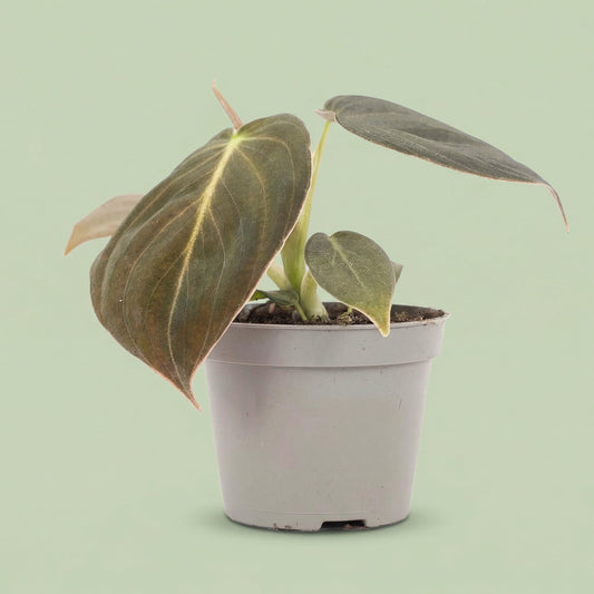 Philodendron Melanochrysum XS - plants