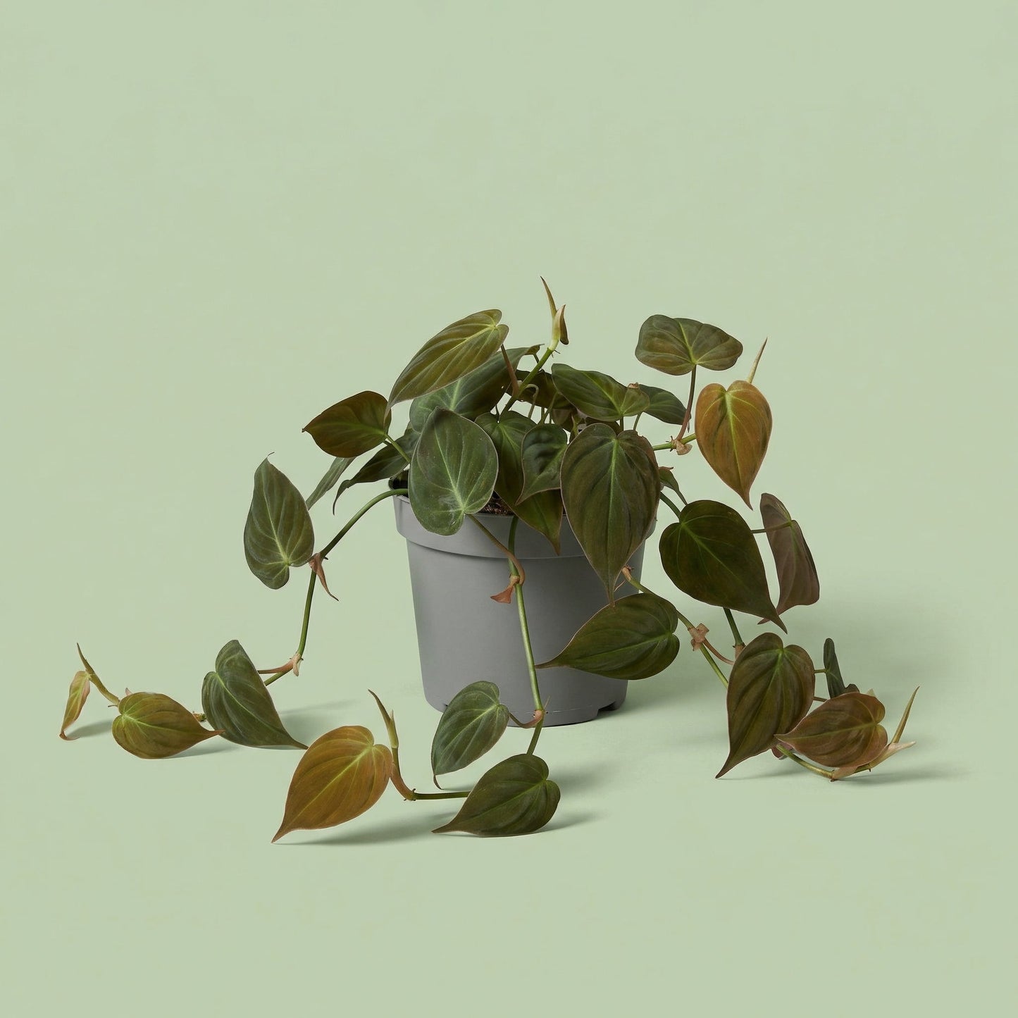 Philodendron Micans M - plants
