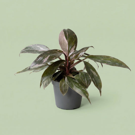Philodendron Pink Princess Marble XS - plants