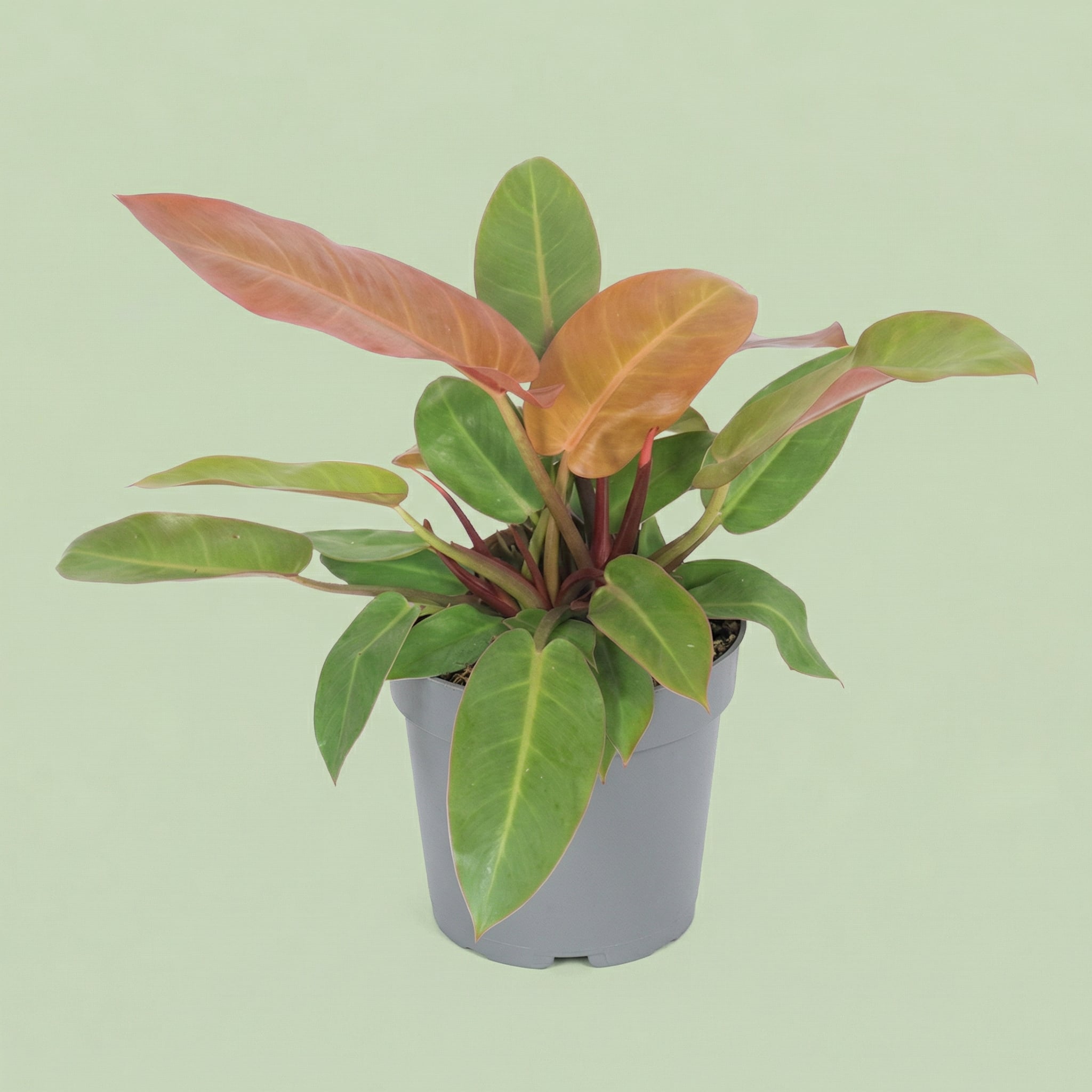 Philodendron Prince Of Orange M - plants