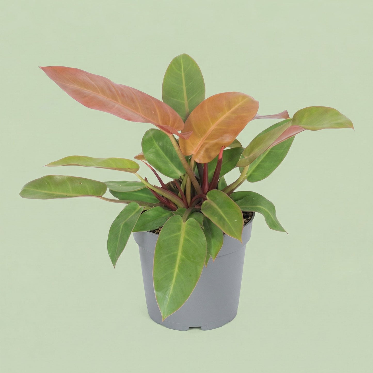 Philodendron Prince Of Orange M - plants