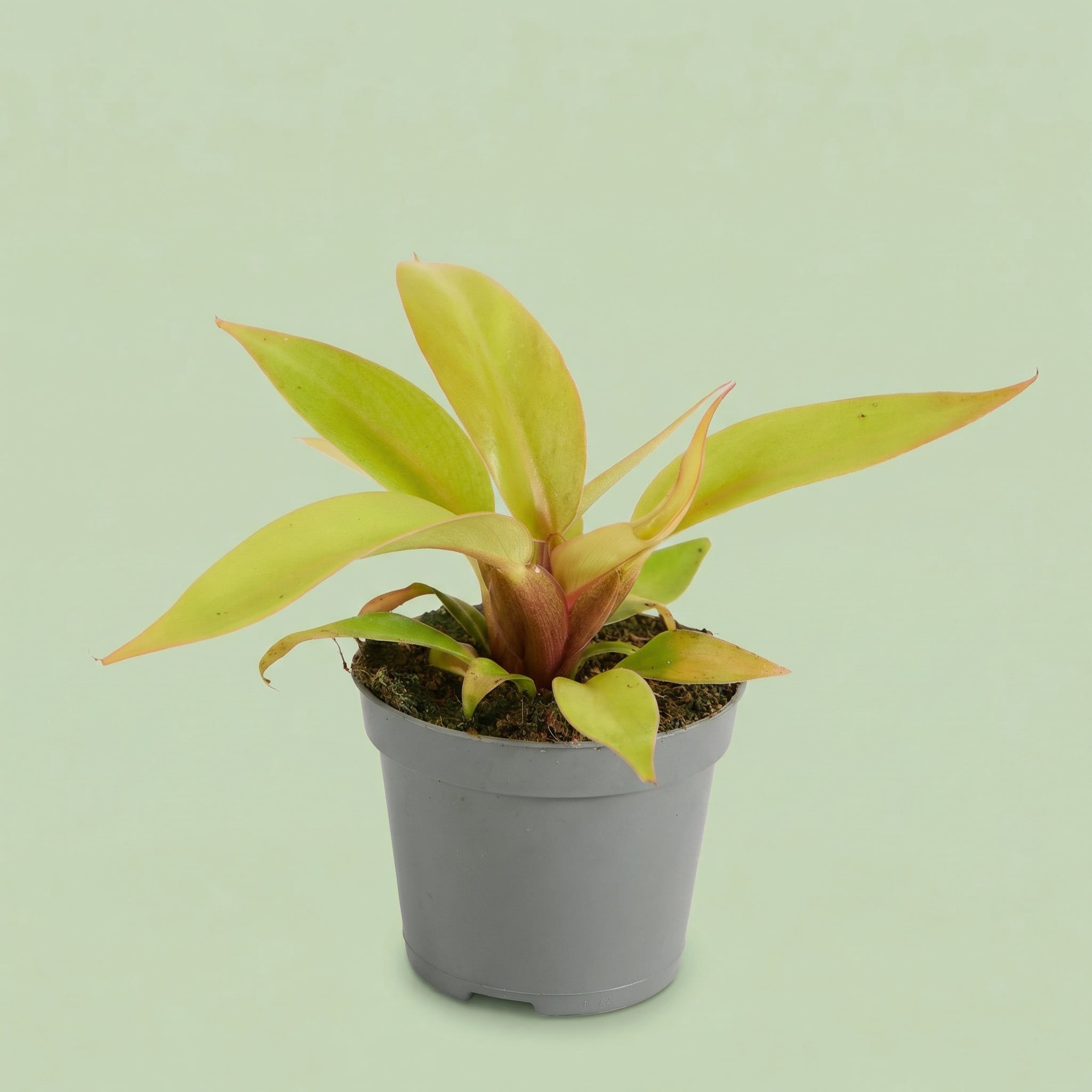 Philodendron Prince Of Orange XS - plants