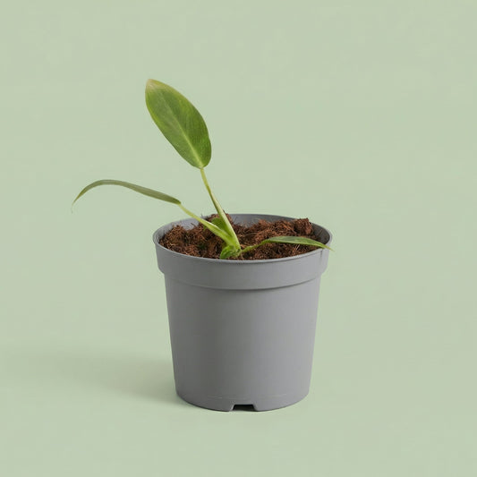 Philodendron Spiritus Sancti XS - plants