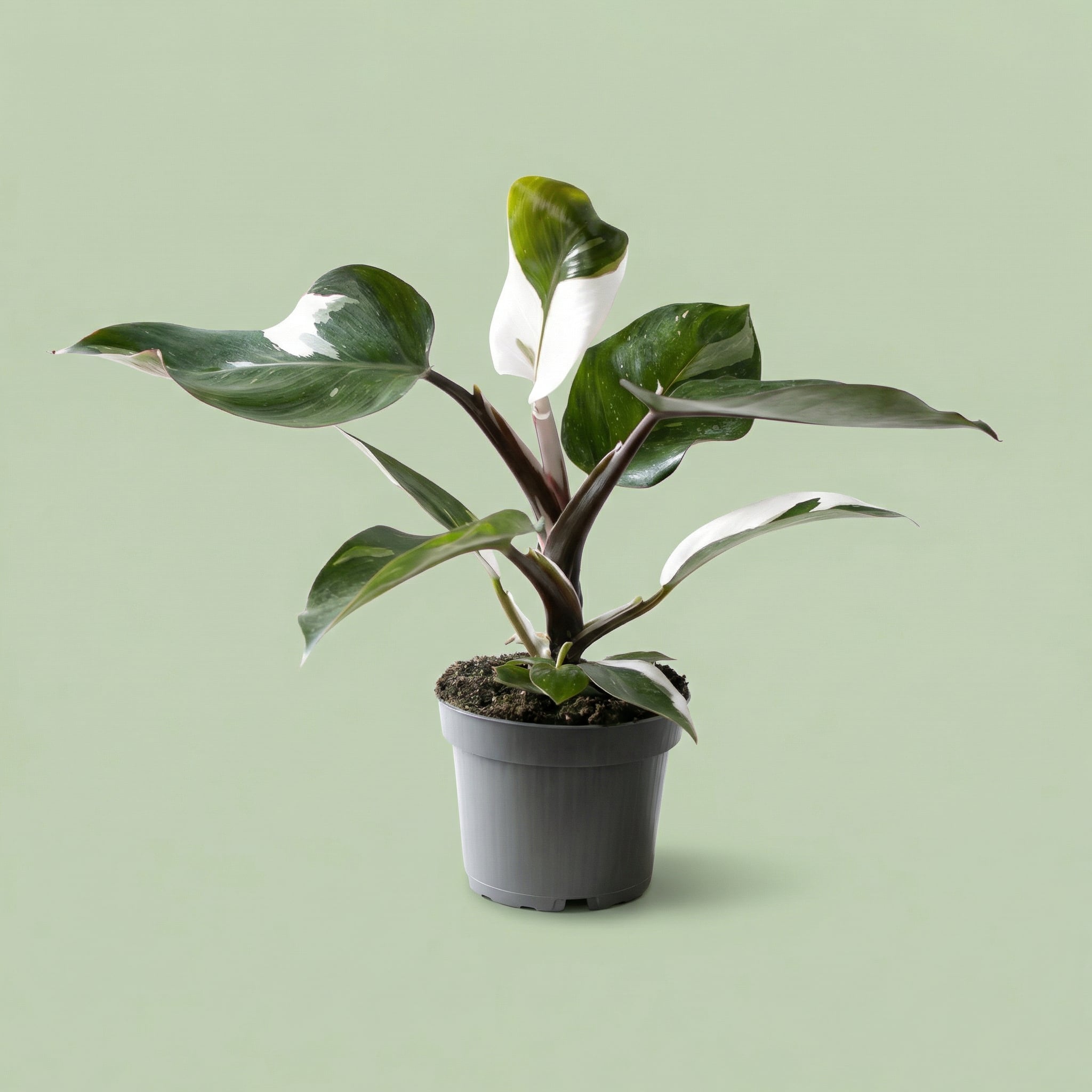Philodendron White Knight M - plants