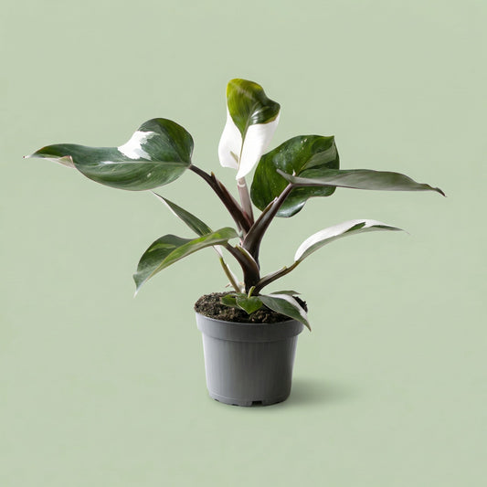 Philodendron White Knight M - plants
