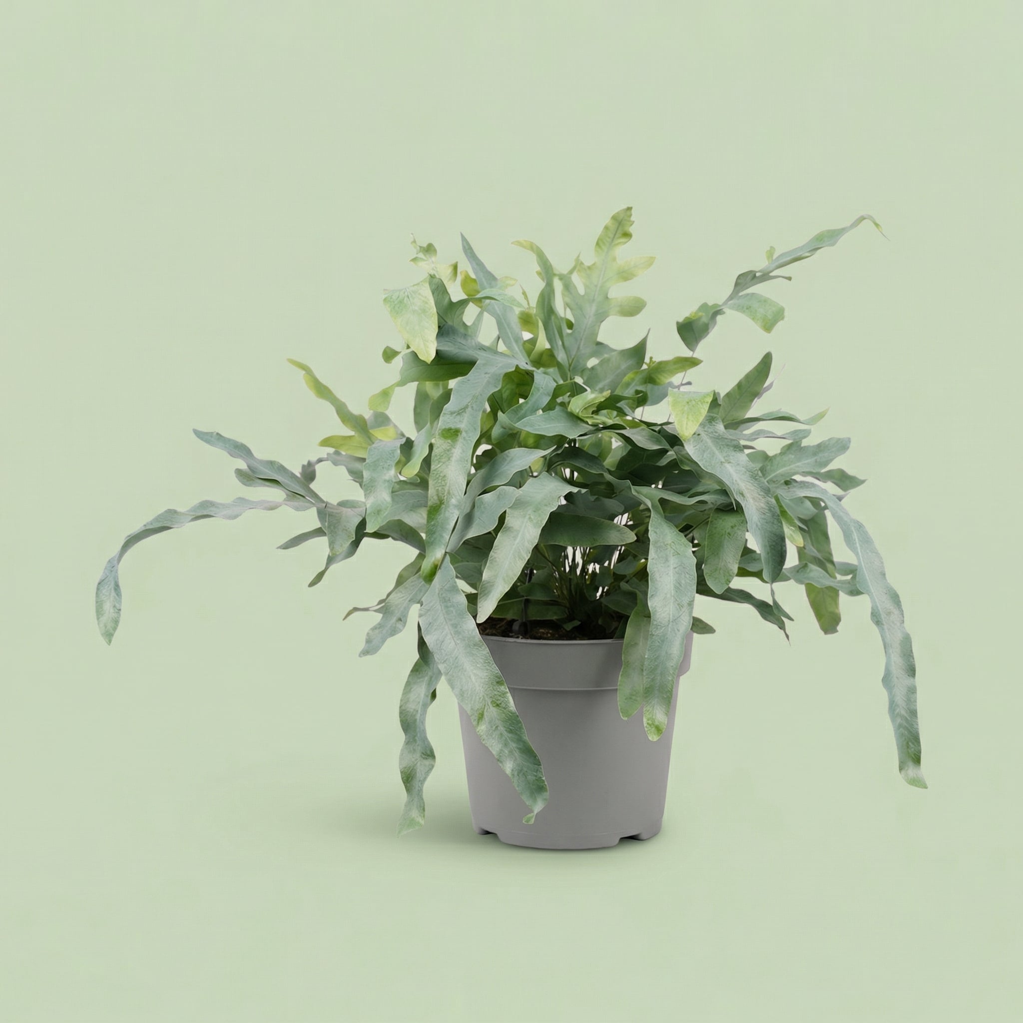 Phlebodium Aureum Blue Star L - plants