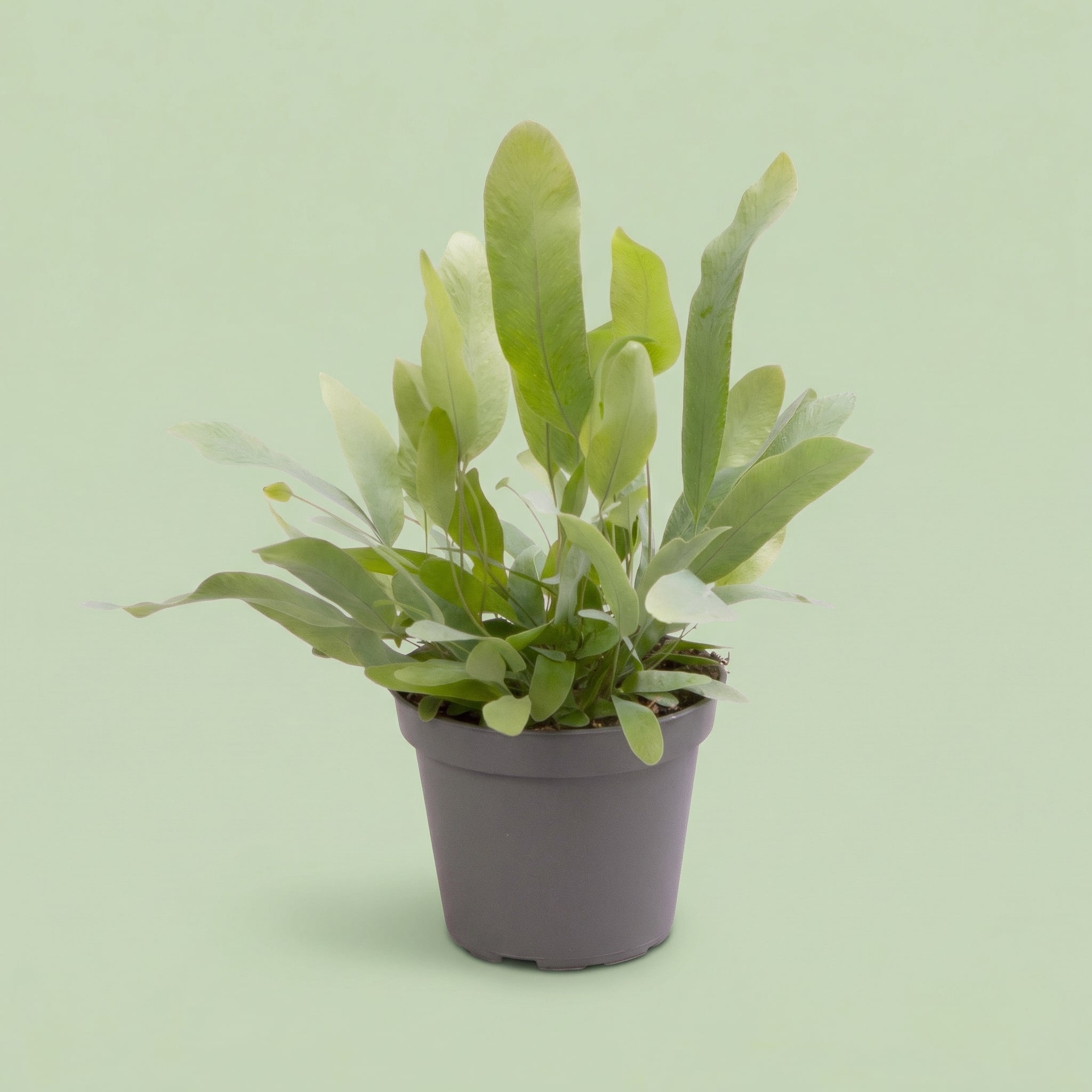 Phlebodium Aureum Blue Star S - plants