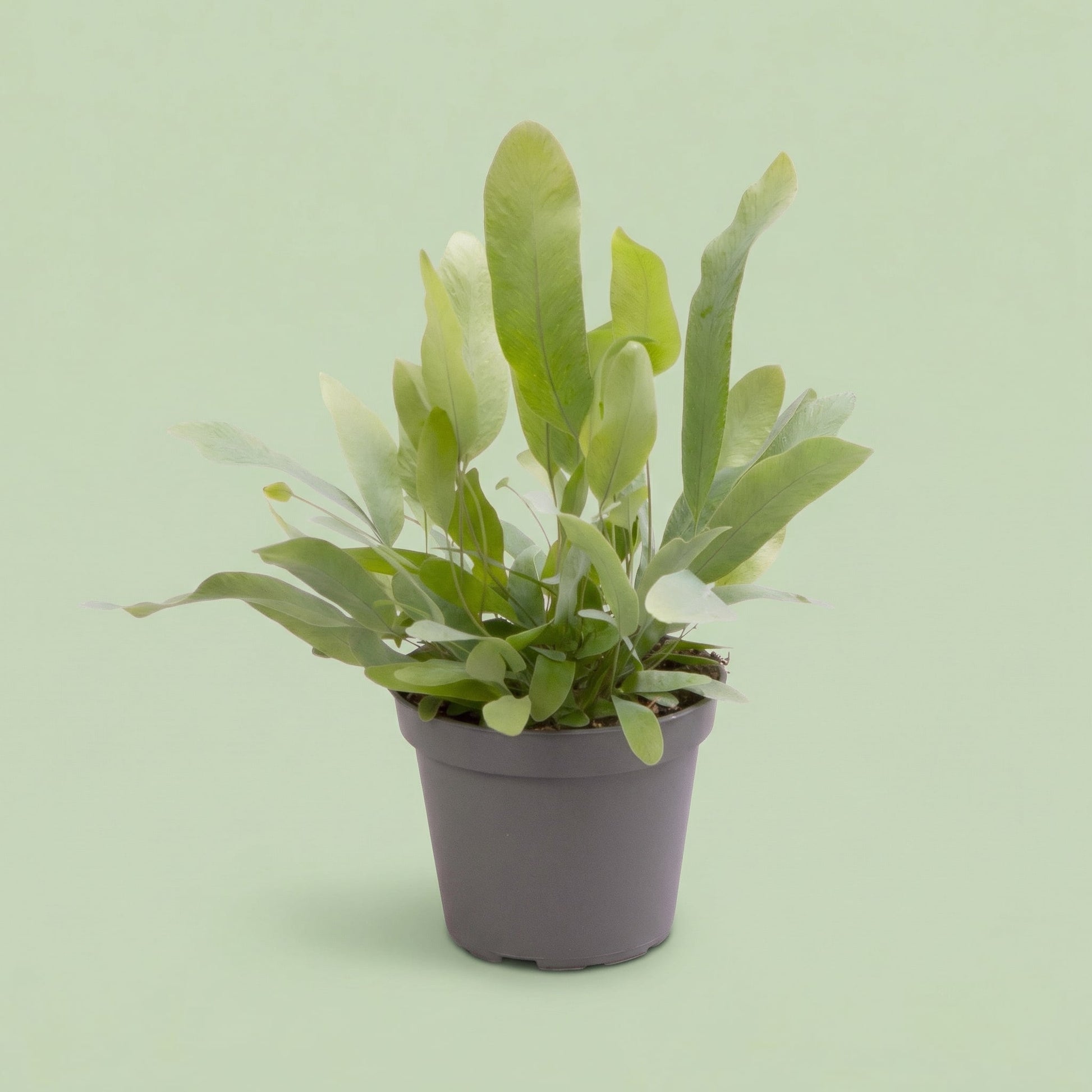 Phlebodium Aureum Blue Star S - plants