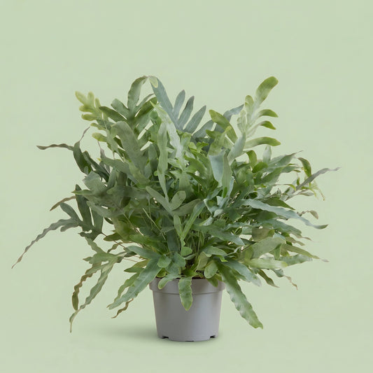 Phlebodium Blue Star M - plants