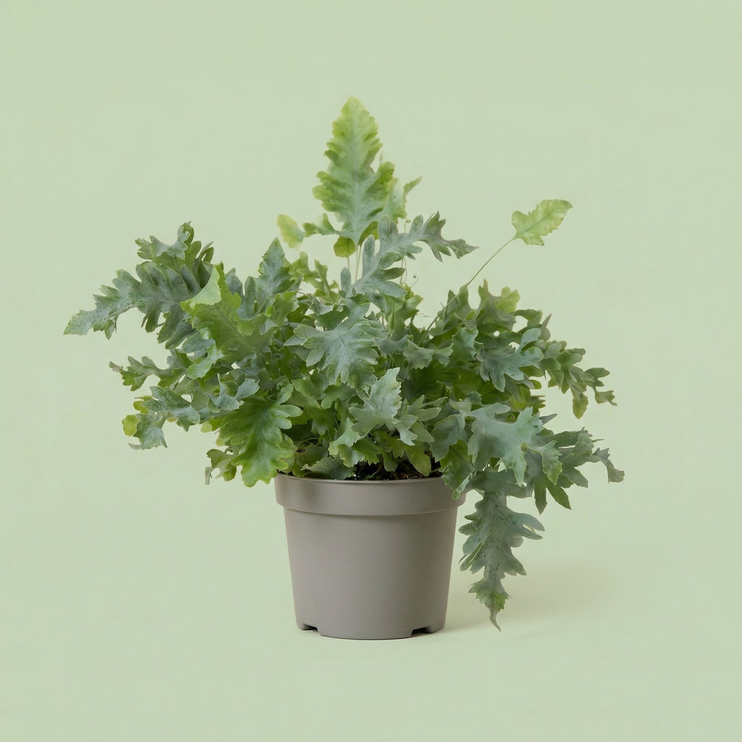 Phlebodium Davana L - plants