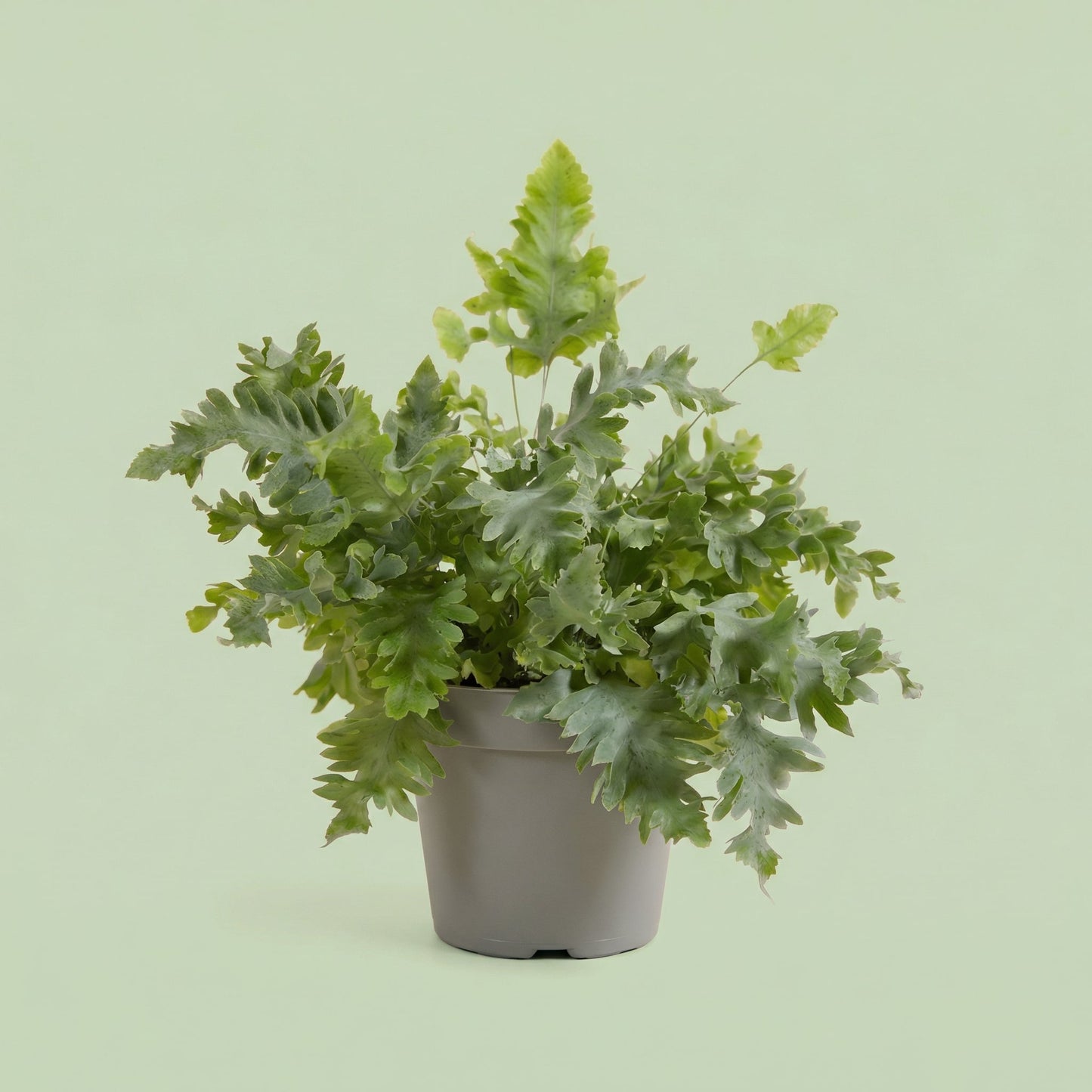 Phlebodium Davana M - plants