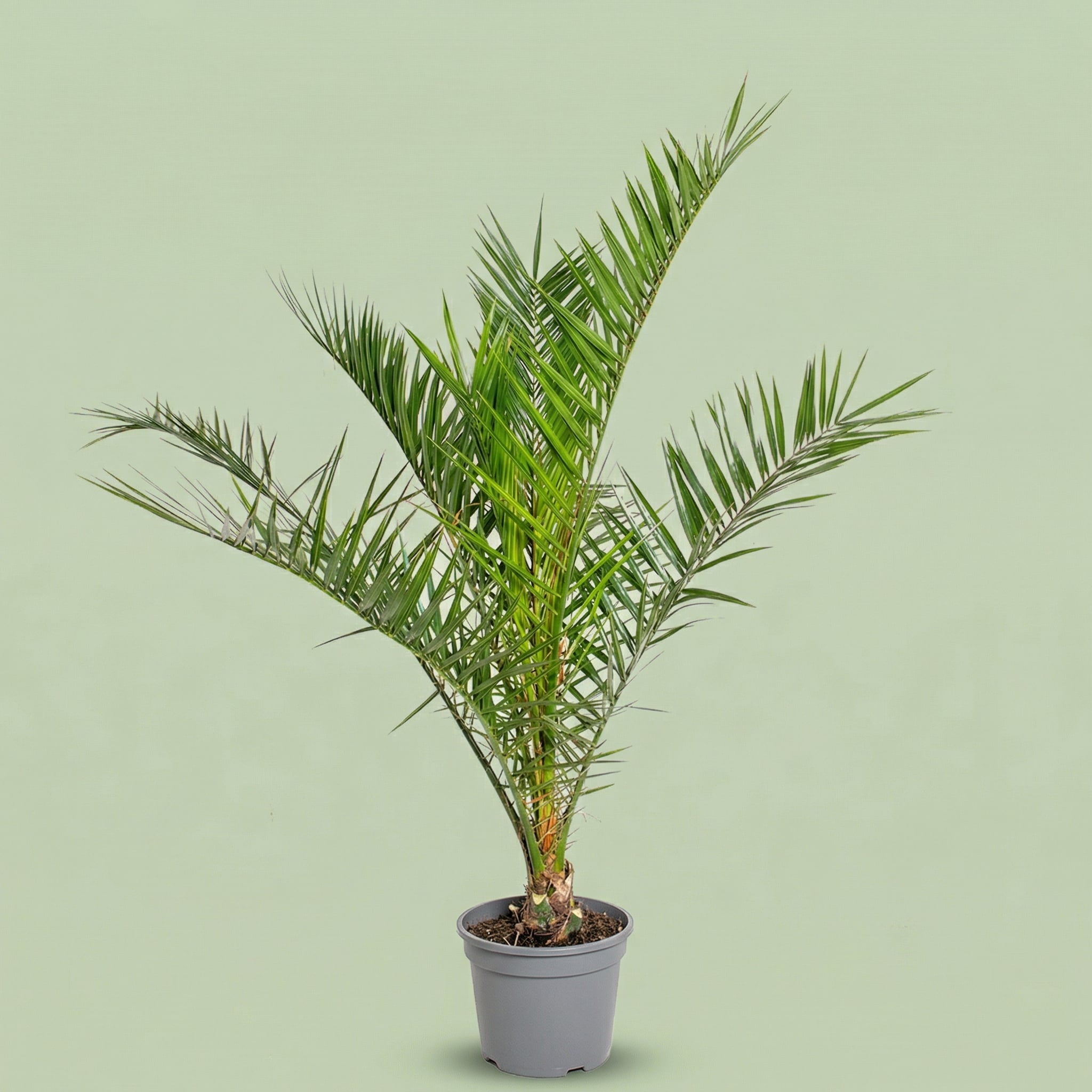 Phoenix Canariensis L - plants